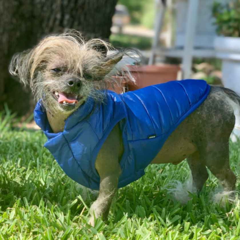 Puffer Vest Cobalt