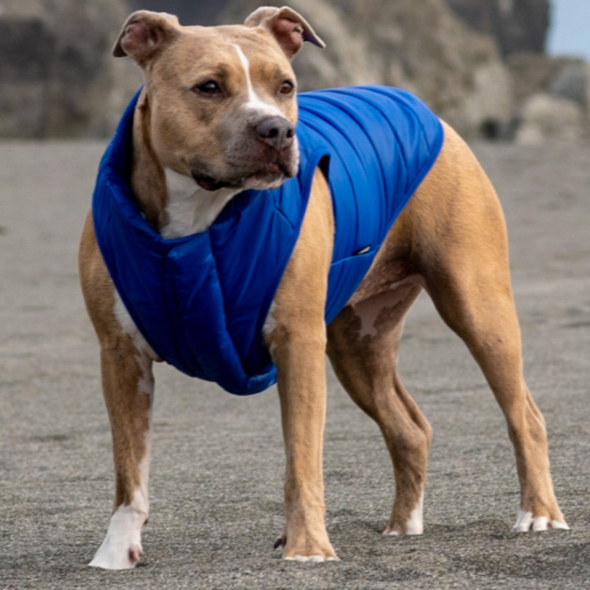 Puffer Vest Cobalt